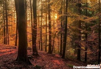 زیباترین جنگل های جهان، رویاهایی که واقعیت دارند! +تصاویر