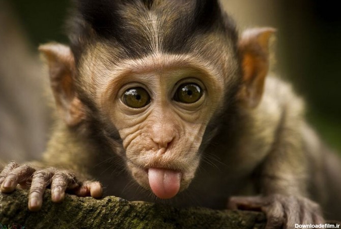 ببینید | شیوه عجیب خواباندن بچه میمون توسط مادرش