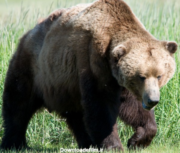 خرس قهوه‌ای - ویکی‌پدیا، دانشنامهٔ آزاد