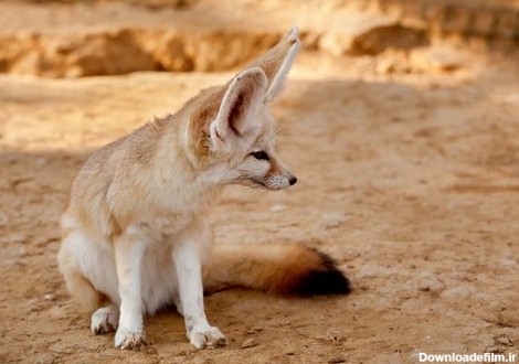 عکس روباه های صحرایی