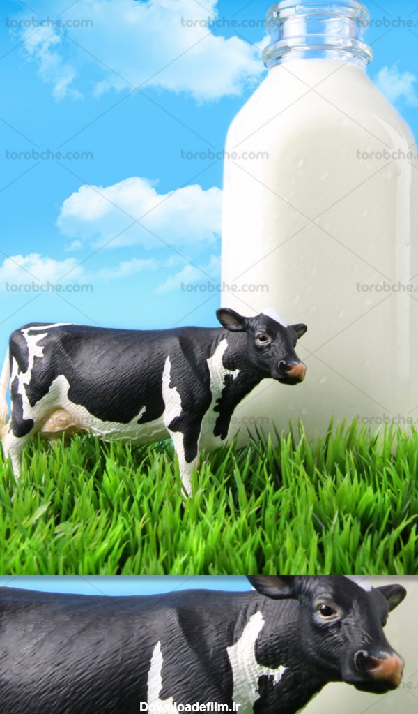 عکس با کیفیت شیر تازه گاوی - گرافیک با طعم تربچه - طرح لایه باز