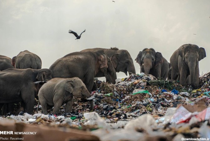فیل های زباله خوار (عکس)