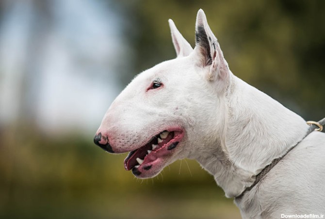مشخصات کامل، قیمت و خرید نژاد سگ بول تریر (Bull Terrier) | پت راید