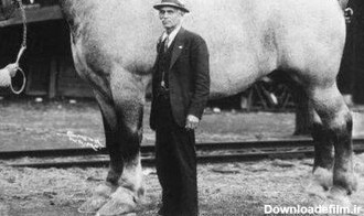 عجیب ترین اسب دنیا ، سنگین تر از یک ماشین!/ عکس