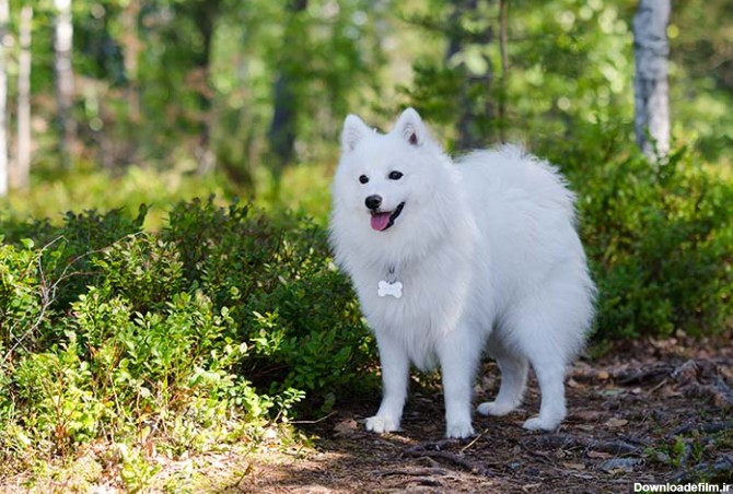 مشخصات کامل، قیمت و خرید نژاد سگ جاپانیز اشپیتز (Japanese ...