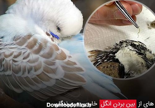 درمان از بین بردن حشرات و انگل پوستی در پرندگان زینتی و طیور خانگی ...