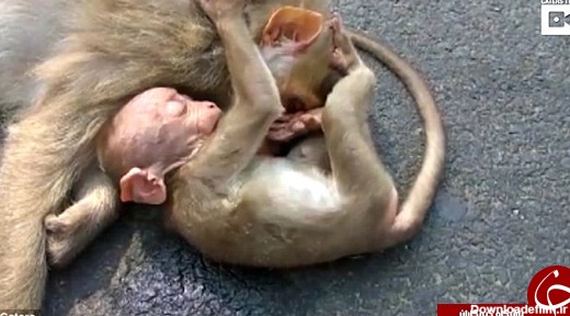 ماتم بچه میمون بالای جنازه مادرش +تصاویر