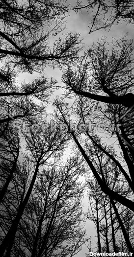 درختان بلند قد - درختان - طبیعت - استوک فوتو - خرید عکس و فروش عکس ...