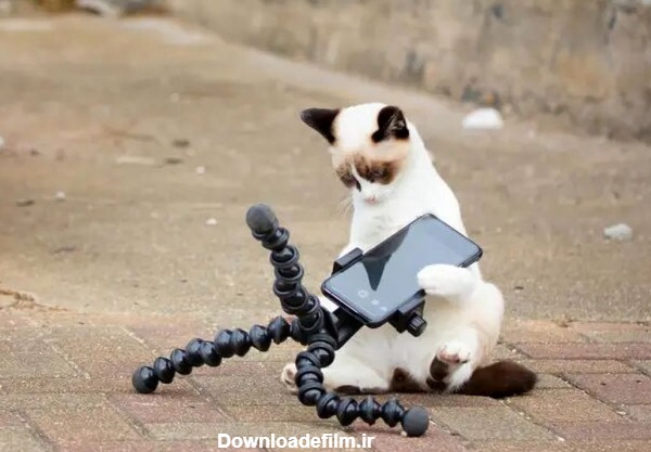عکس های خنده دار ۵ گربه خانگی در فضای مجازی سوژه شد