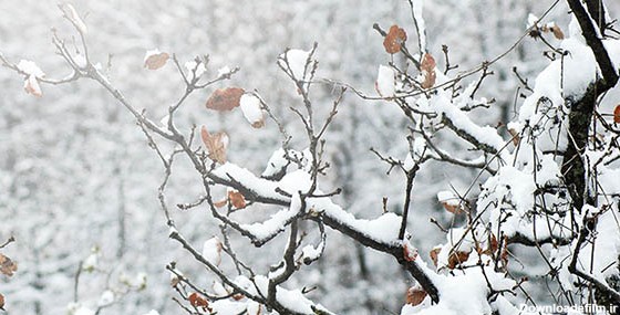 تصویر پس زمینه درخت و جنگل در فصل زمستان | فری پیک ایرانی | پیک ...