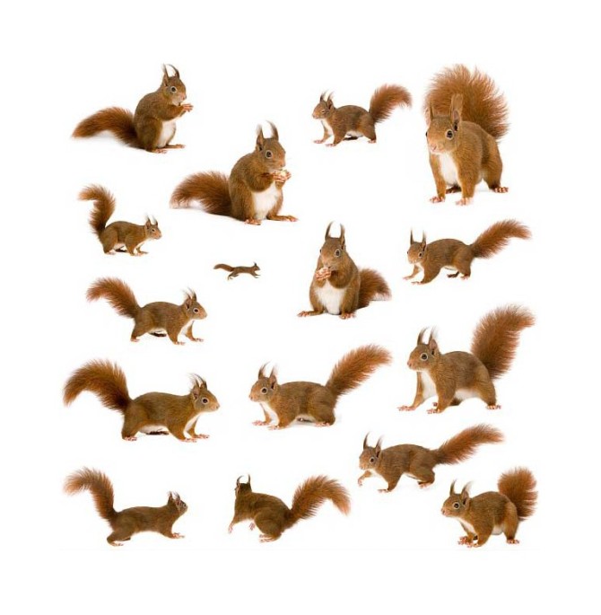 عکس سنجاب ( عکس های با کیفیت حیوانات )