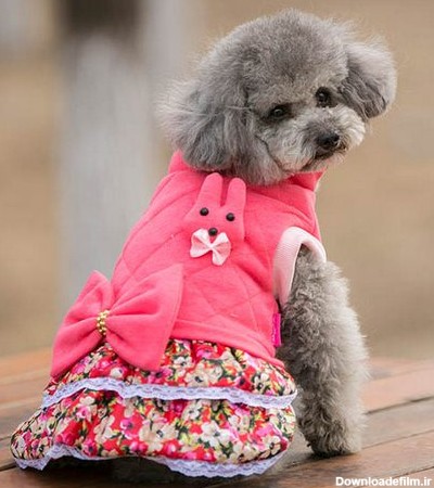 خرید لباس سگ برای نژاد ای مختلف + مشاهده عجیب ترین الگو ها برای ...