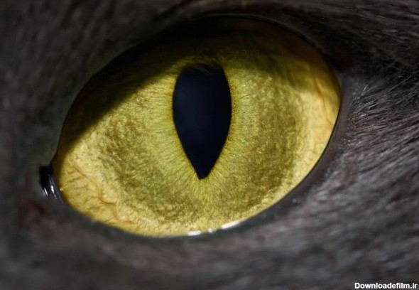 تصاویری زیبا و حقایقی شگفت‌انگیز در مورد چشمان حیوانات | گجت ...