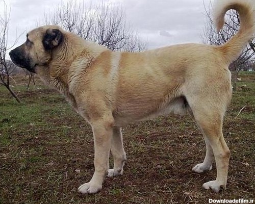 مشخصات ظاهری سگ سرابی