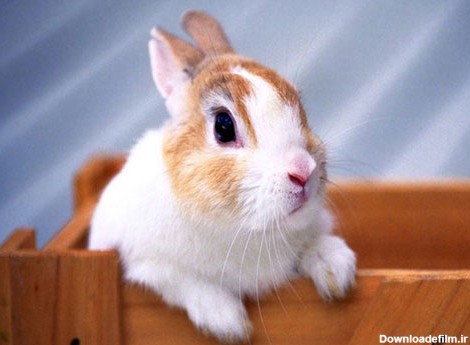 میخوام خرگوش بخرم    عکس های خرگوش -           میراکلس لند ...