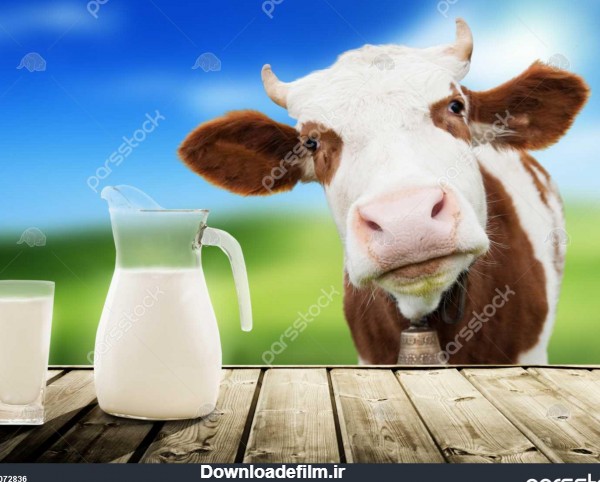 گاو و شیر 1072836