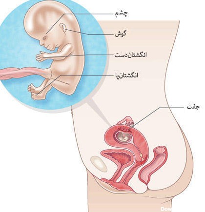 راهنمای کامل ماه سوم بارداری/ در ماه سوم بارداری چه می گذرد؟