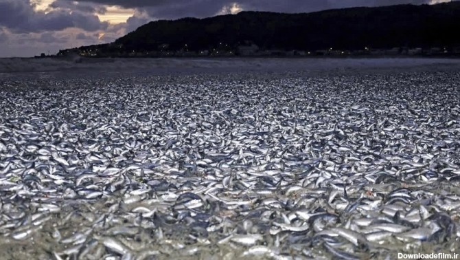 هزاران تن ماهی مرده در ساحل ژاپن؛ ۳ ماه پس از تخلیه آب رادیواکتیو در دریا (+فیلم وعکس)