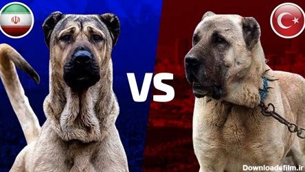 مقایسه سگ ژرمن با سرابی بررسی جنگ سگ ژرمن با سرابی - سگ سرابی