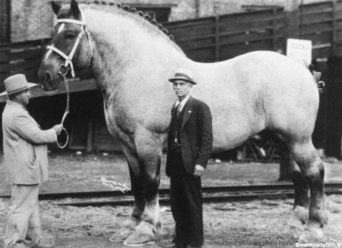 اسب تاریخ‌سازی که وزن آن بیشتر از ماشین‌ها بود!/ عکس