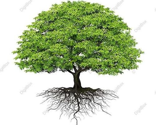 عکس درخت با ریشه - دیجیت باکس - DigitBox