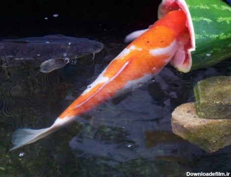 ماهی کوی | پرورش ، تکثیر و نگهداری از ماهی کوی ژاپنی