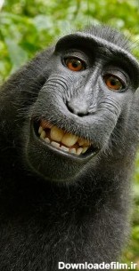 عکس زمینه لبخند شامپانزه سیاه پس زمینه | والپیپر گرام