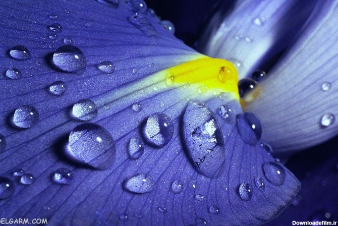 60 عکس حیرت انگیز گل زنبق برای پروفایل و بک گراند