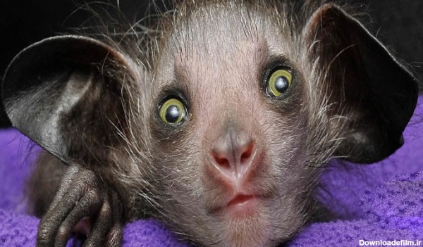 فرارو | (تصاویر) ۷ تا از ترسناک‌ترین حیوانات جهان را بشناسید