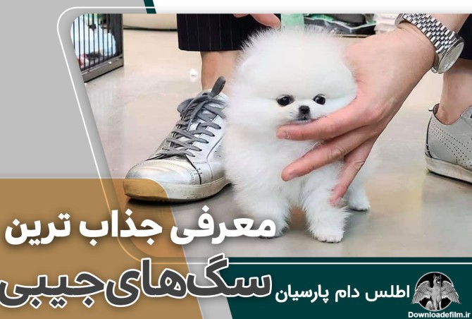 عکس و ویدیو 7 نژاد سگ جیبی (قیمت و خرید سگ جیبی)