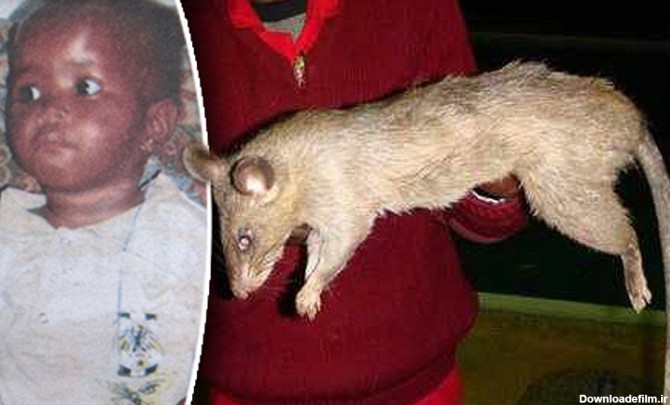 موش های غول پیکر دو کودک را در آفریقای جنوبی خوردند!+ تصاویر ...