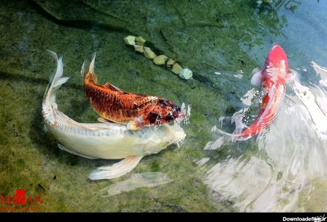 تصاویر دیدنی ماهی افسانه‌ای کوی؛ امپراطور شرقی برکه‌ها