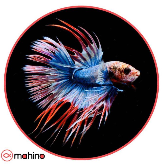 ماهی فایتر دم ریش قرمز آبی