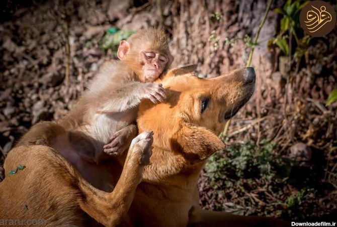 فرارو | (تصاویر) یک سگ مادر بچه میمون شد!