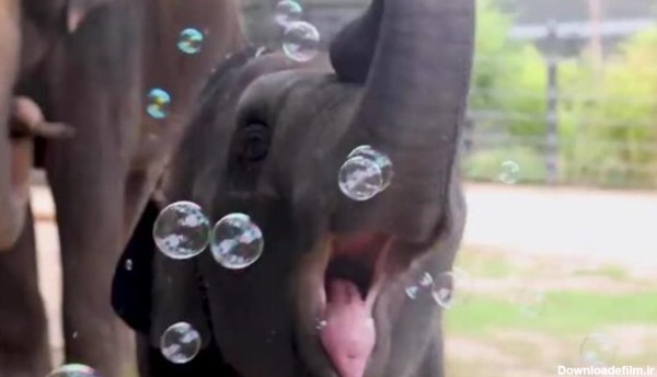 ویدئویی دیدنی از حباب‌بازی یک بچه فیل