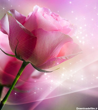 Pink Roses Live Wallpaper - برنامه‌ها در Google Play