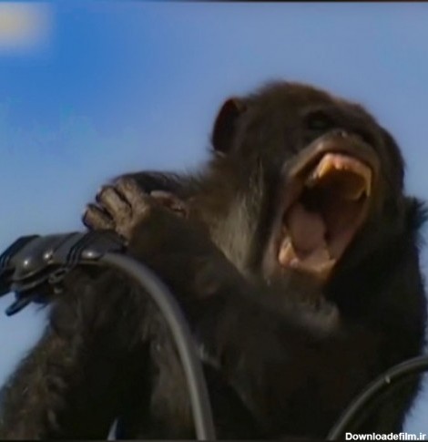 (فیلم) تلاش شامپانزه برای فرار از مسئولین یک پارک جانوری در ژاپن