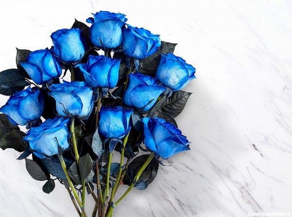 گلیتال - نماد گل رز آبی