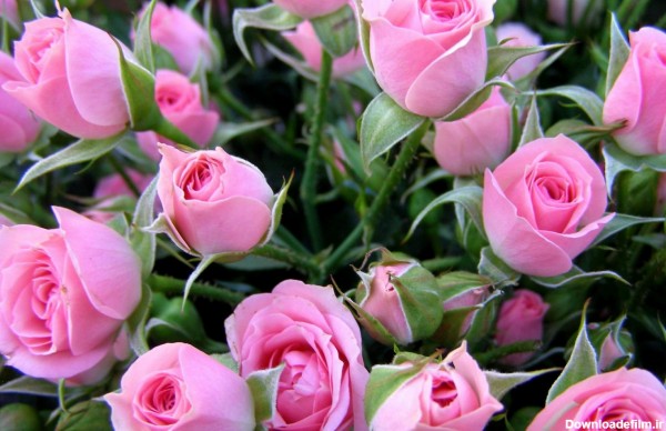 گل های زیبا - عکس ویسگون