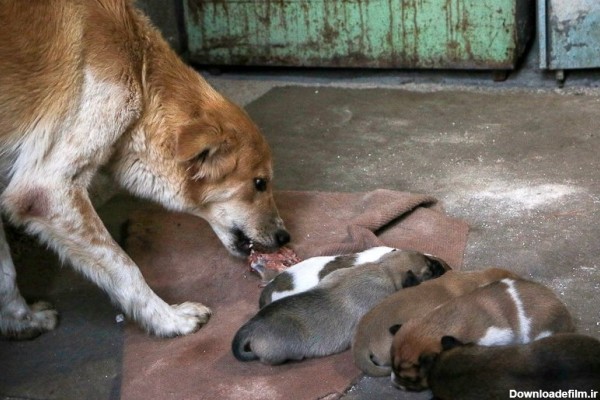 خبرآنلاین - تصاویر | پناهگاه سگ‌های ولگرد در اهواز