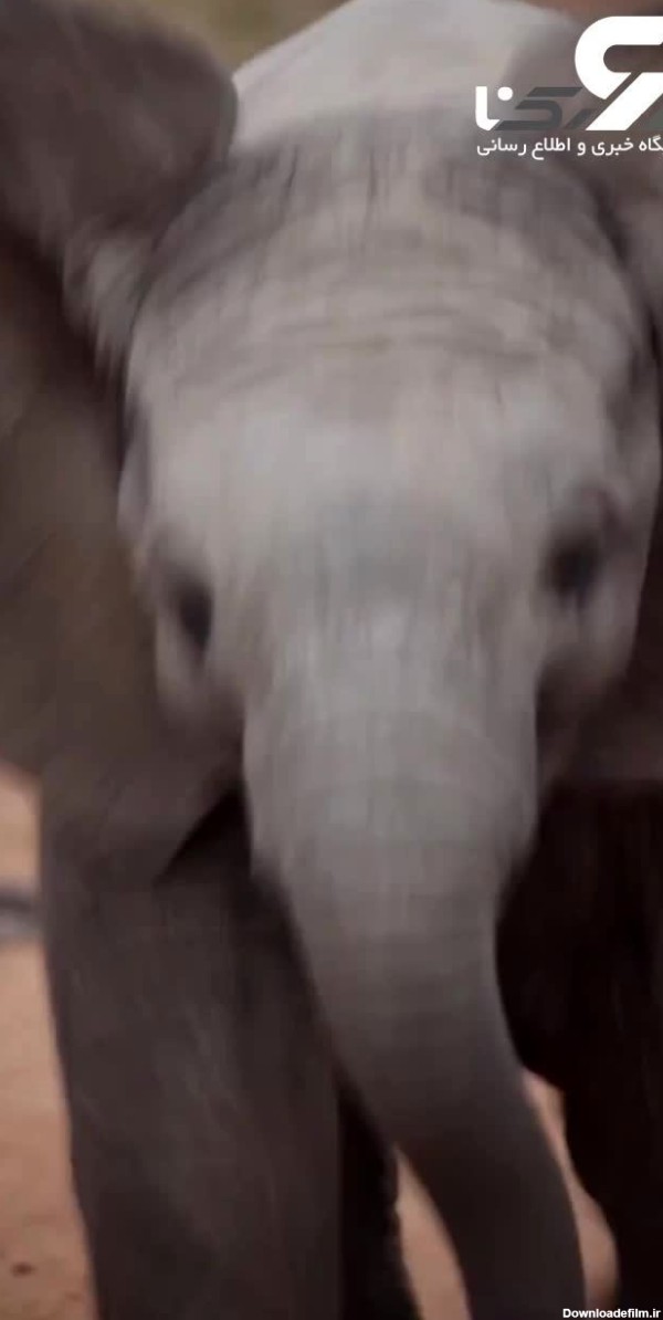 ببینید / فیلم دویدن با نمک بچه فیل