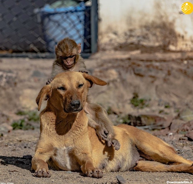 فرارو | (تصاویر) سگ باردار بچه میمون را به فرزندی پذیرفت!