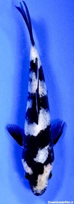 معرفی انواع نژاد ماهی کوی ژاپنی همراه با تصویر - ماهی من