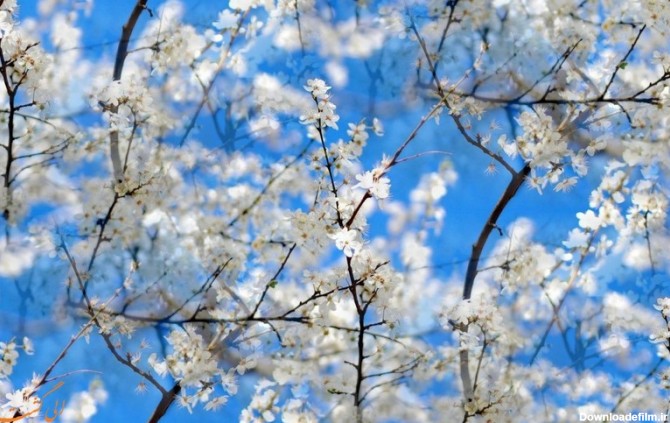 تصاویری زیبا و دل انگیز از طبیعت بهاری | جلوه های زیبای طبیعت در بهار