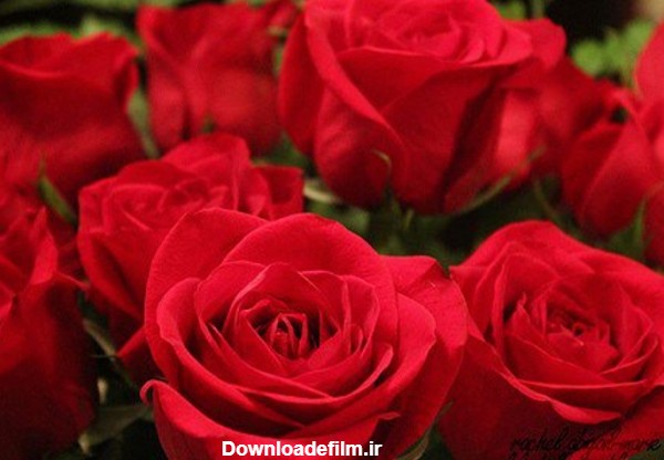مجموعه عکس گل سرخ زیبا و تماشایی و تصاویر انواع گل سرخ