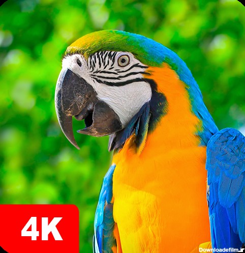 دانلود برنامه Parrot Wallpapers 4K برای اندروید | مایکت