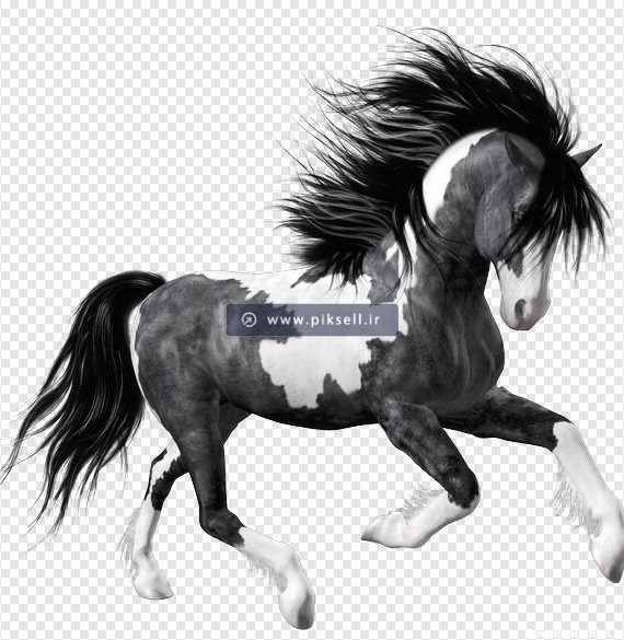 فایل دوربری شده اسب خالخالی سیاه و سفید بصورت ترانسپرنت png