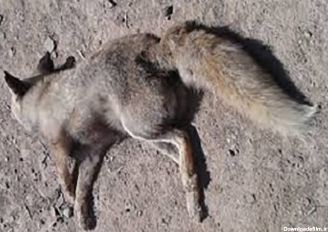 موش های صحرایی 6 روباه را در مریوان کشتند
