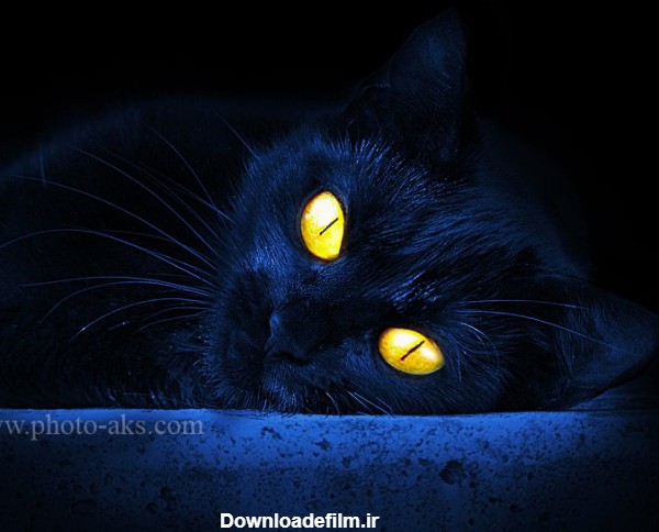 عکس گربه سیاه ترسناک با چشم زرد و درخشان در تاریکی شب
