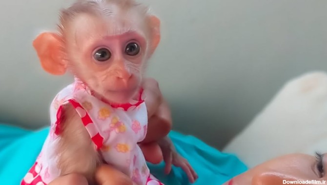 لباس جدید و شیر خوردن میمون کوچولو